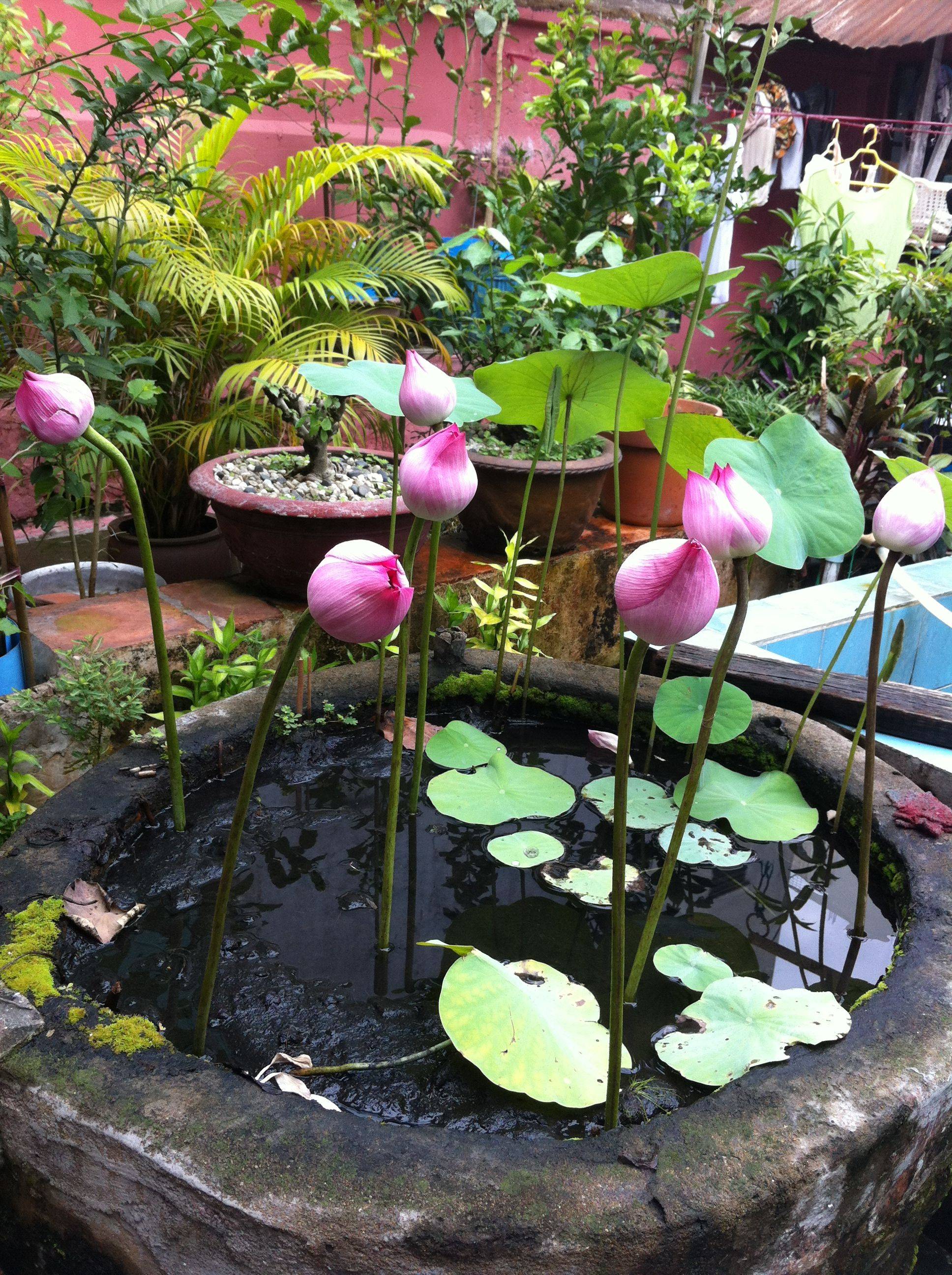 Japanese Lotus