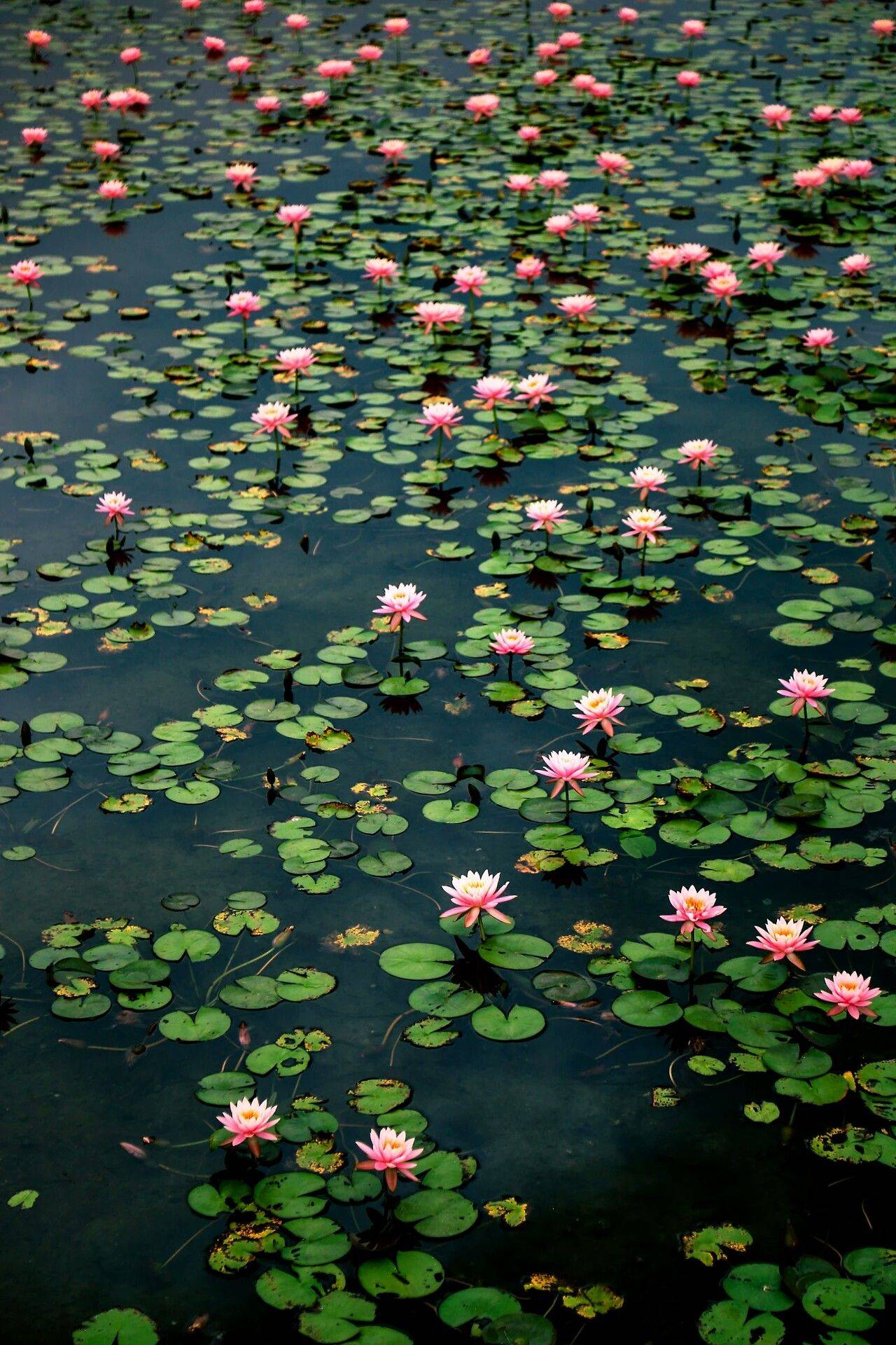 Aquatic Garden