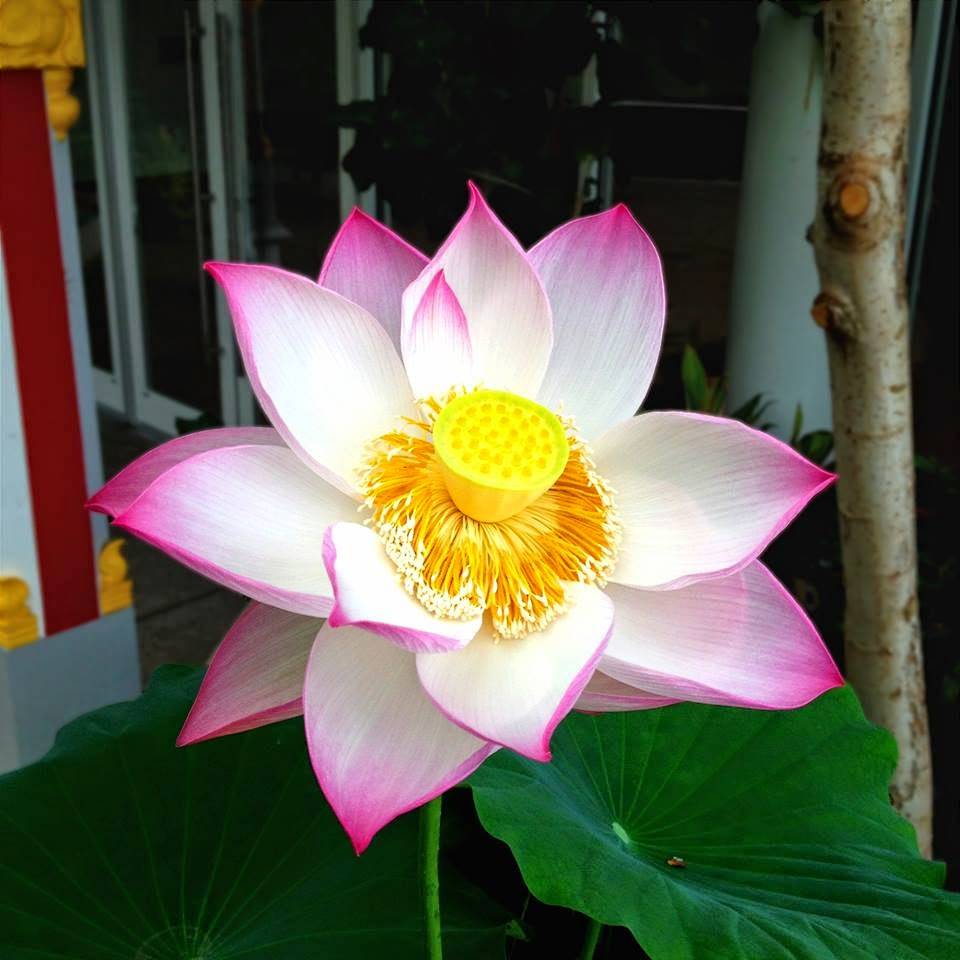 Most Beautiful Flowers