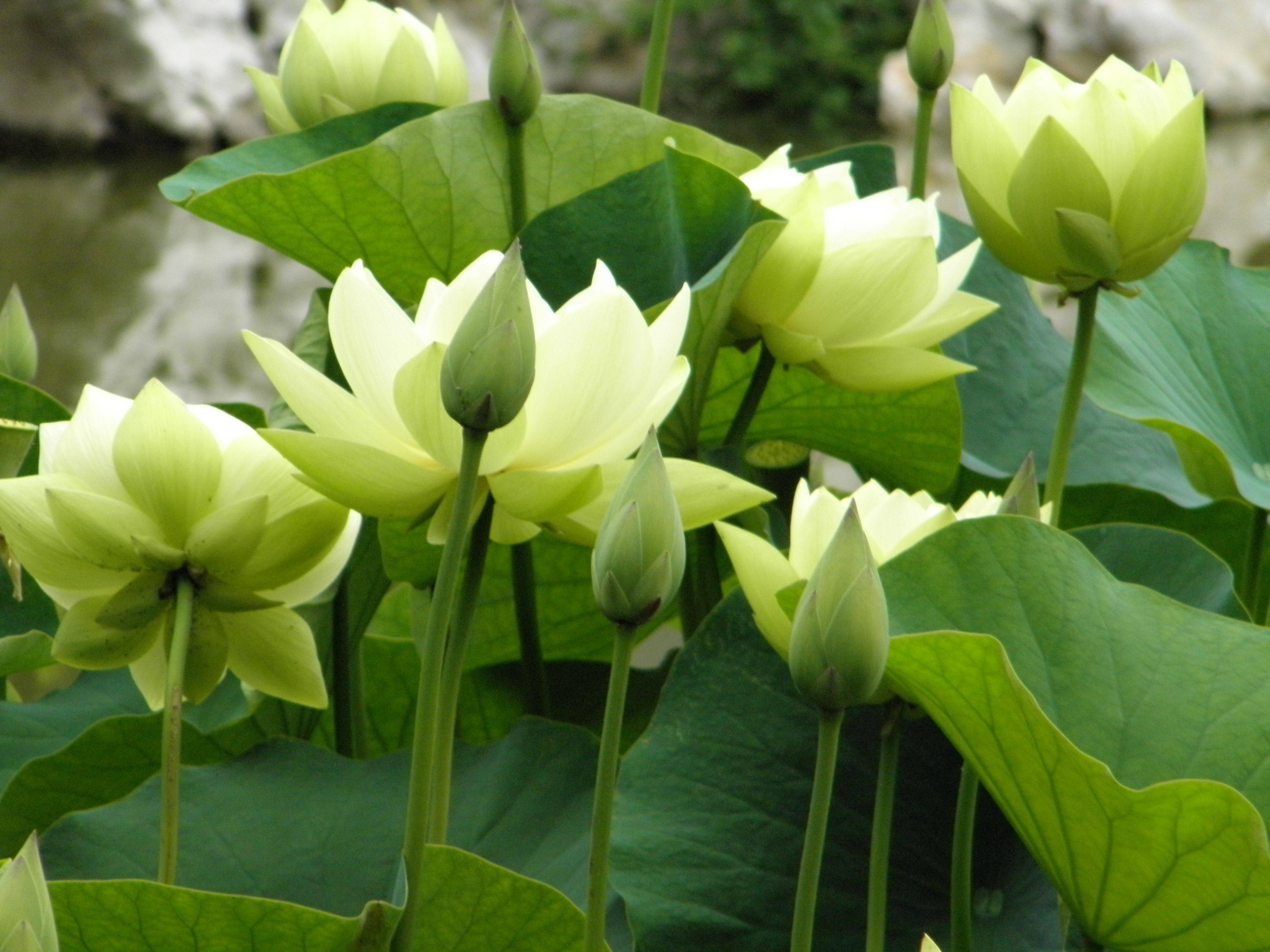 Bud Flowers Garden Plants