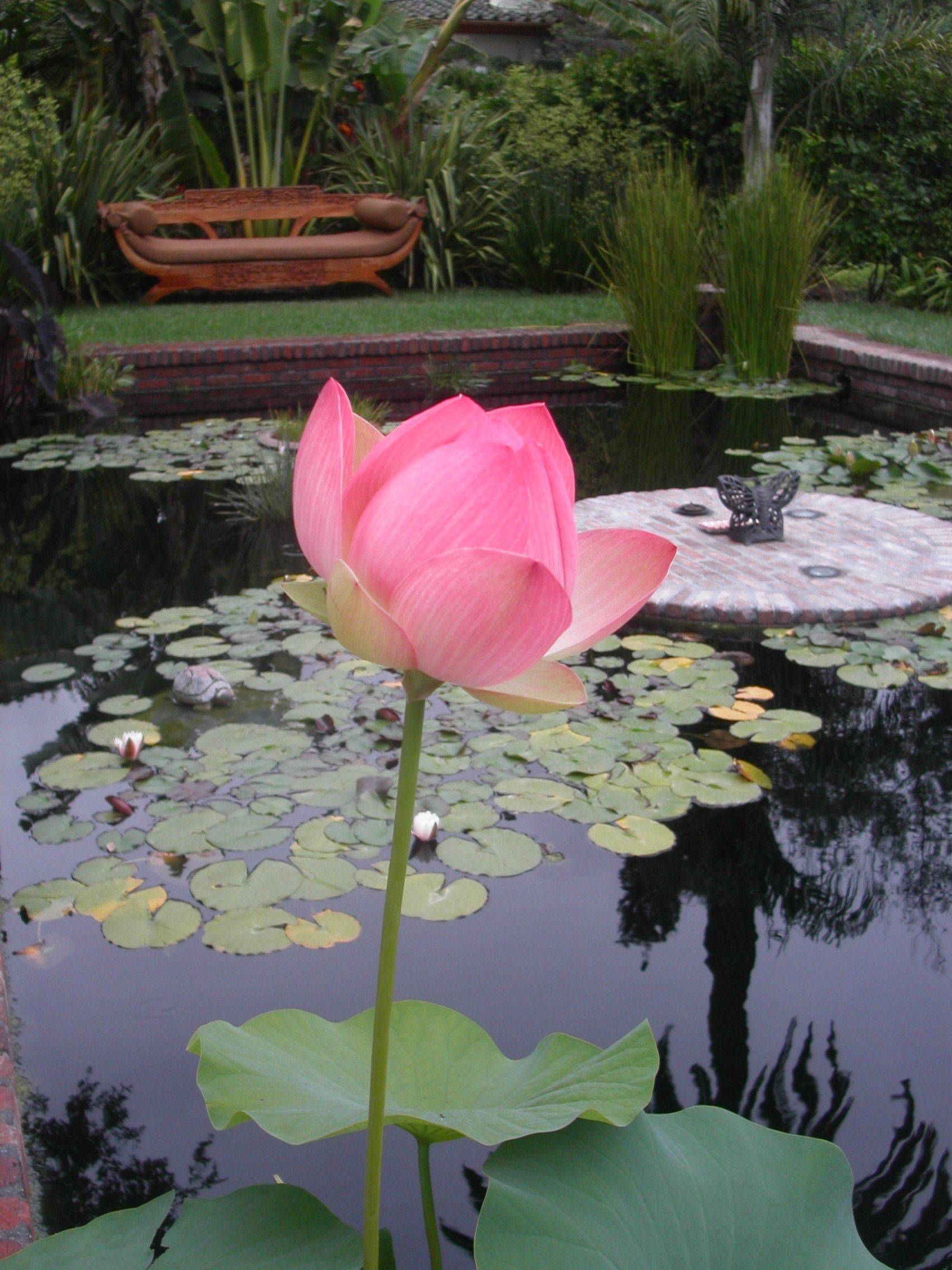 My Pond
