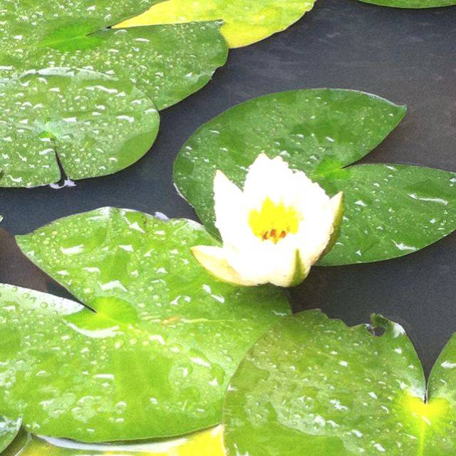 Lotus Flower Japan Stock Photo