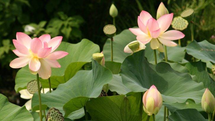 Plant Leaves