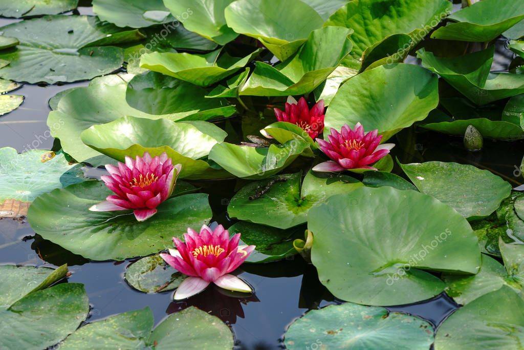 A Patio Container Pond Container Water Garden Ideas