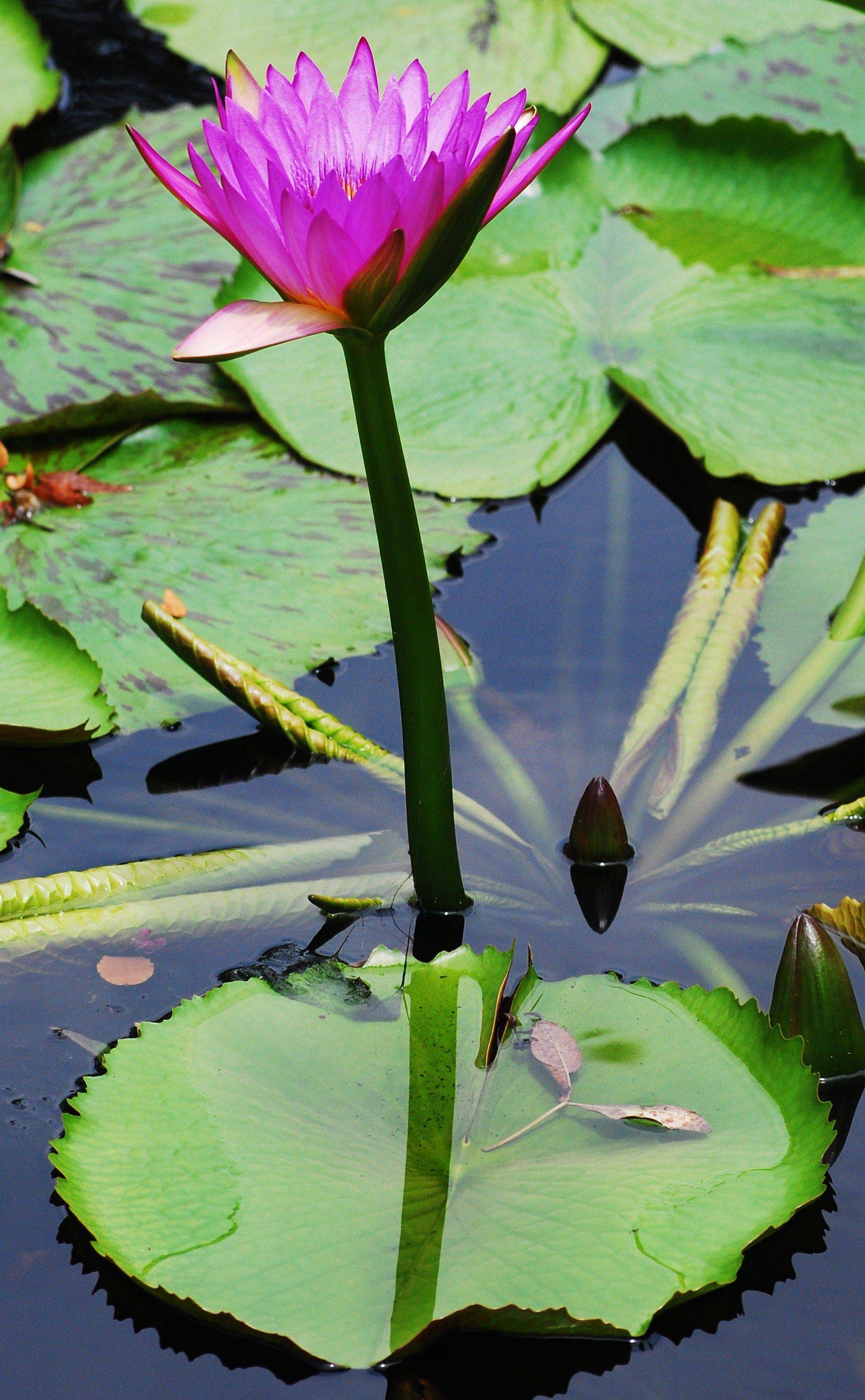 Lotus Garden