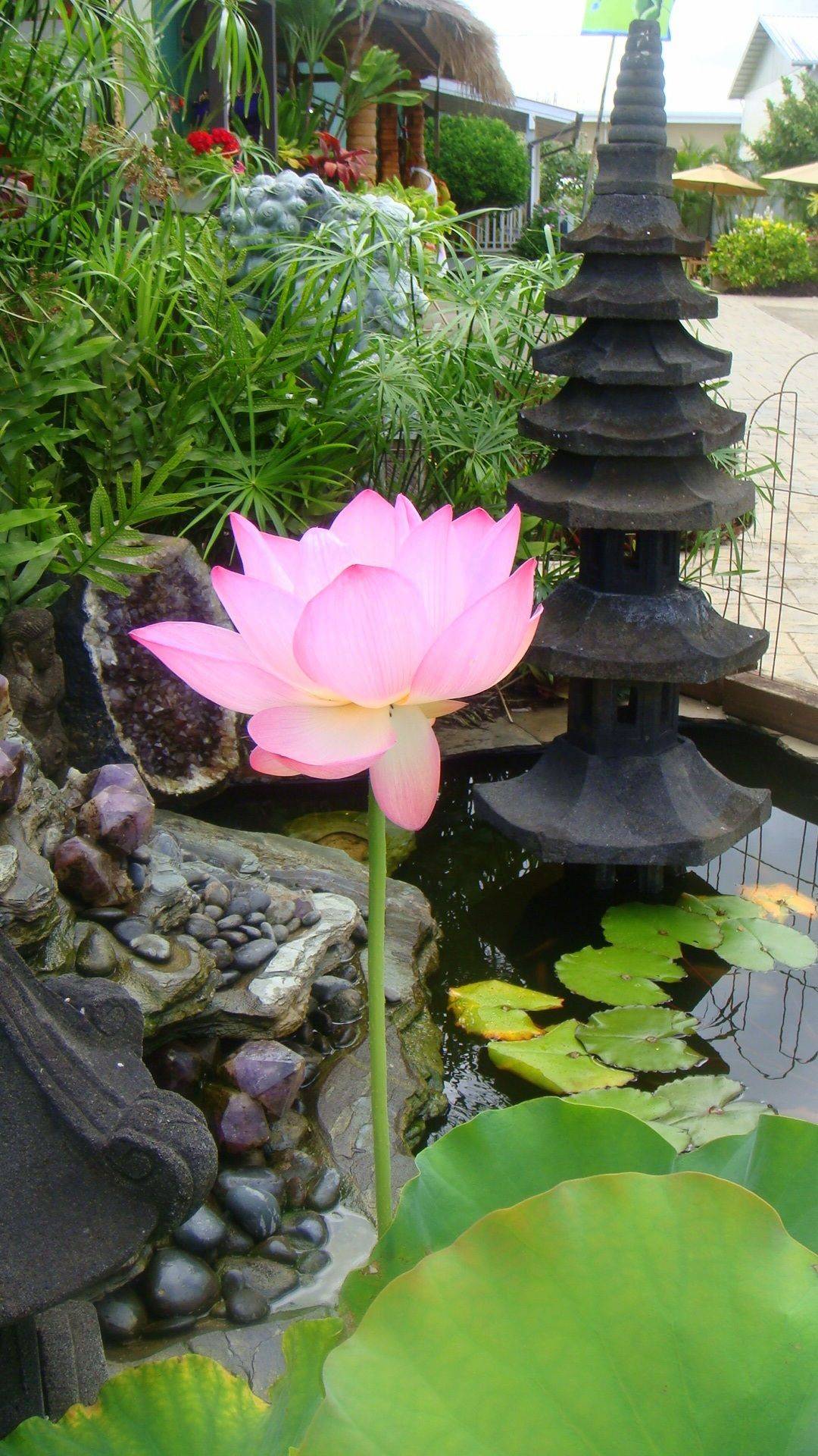Lotus Garden