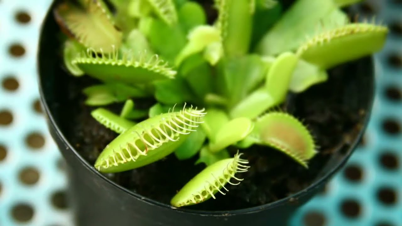 Romantic Pasadena Date Ideas