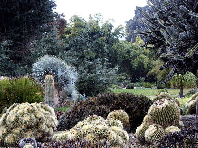 Huntington Library Desert Garden