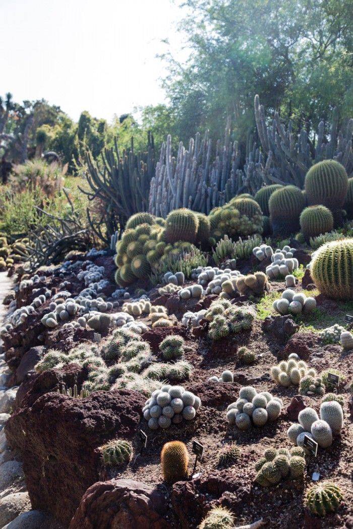 Barrel Cactus Huntington Library Desert Garden