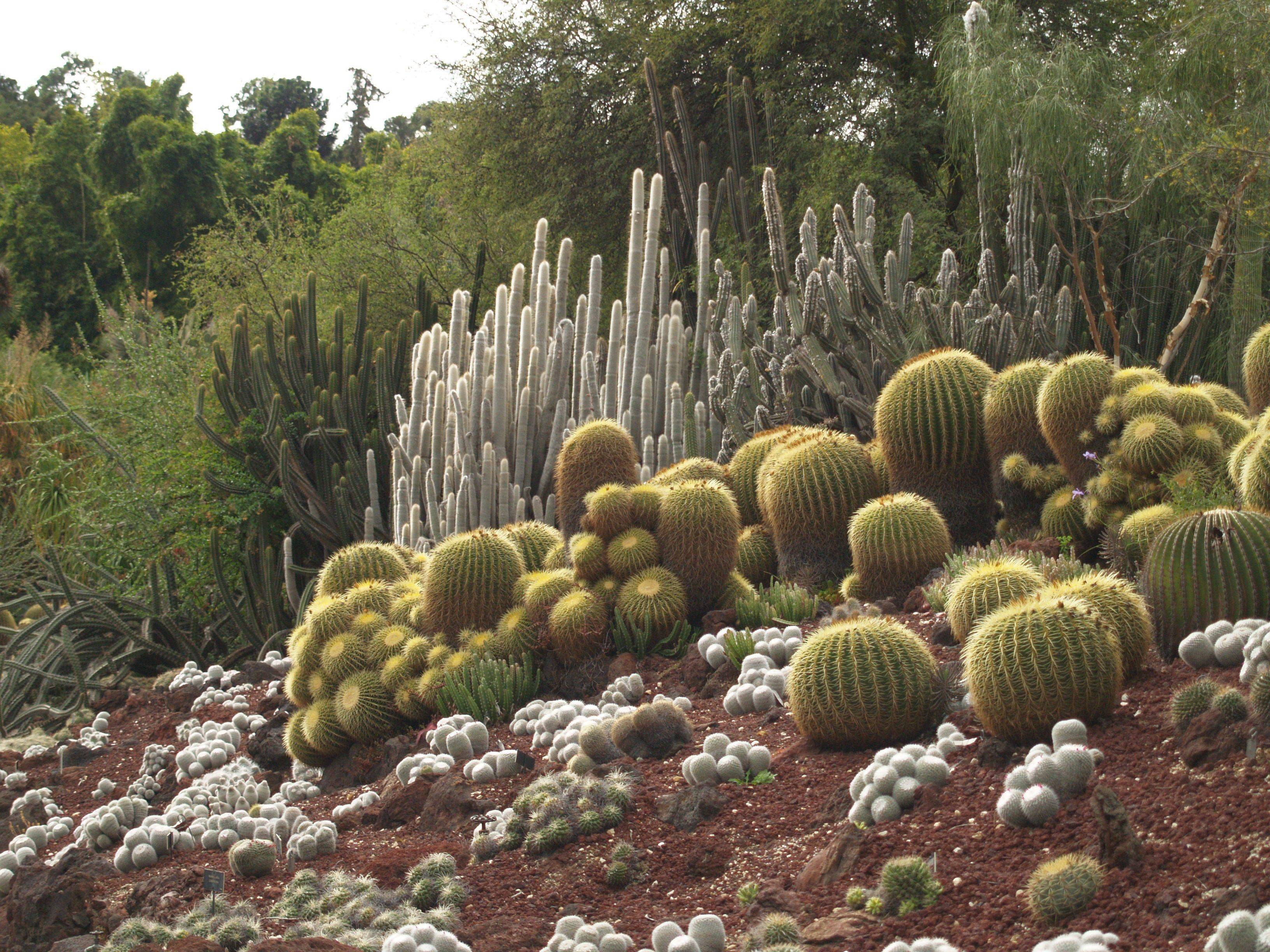 The Huntington Library Desert Garden