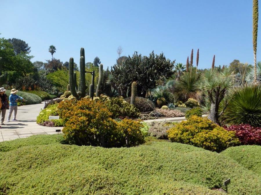 Huntington Desert Garden