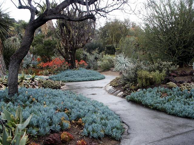 Lovely Cacti And Succulent Gardenshuntington Library