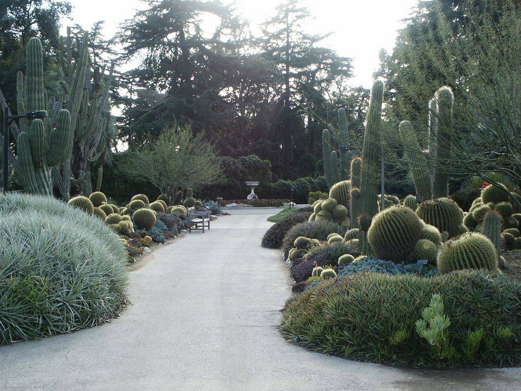 Lovely Cacti And Succulent Gardenshuntington Library