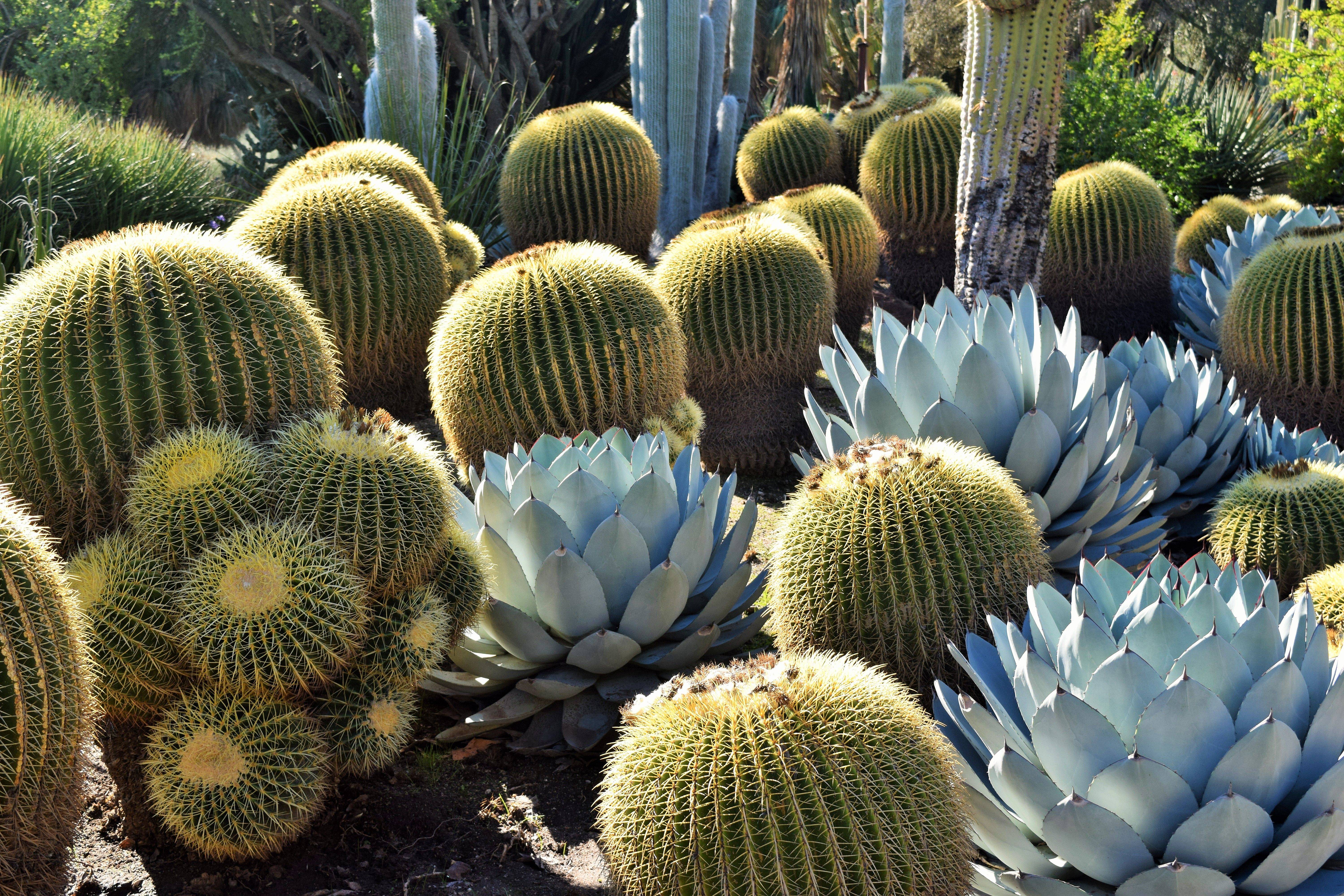 The Huntington Library Desert Garden