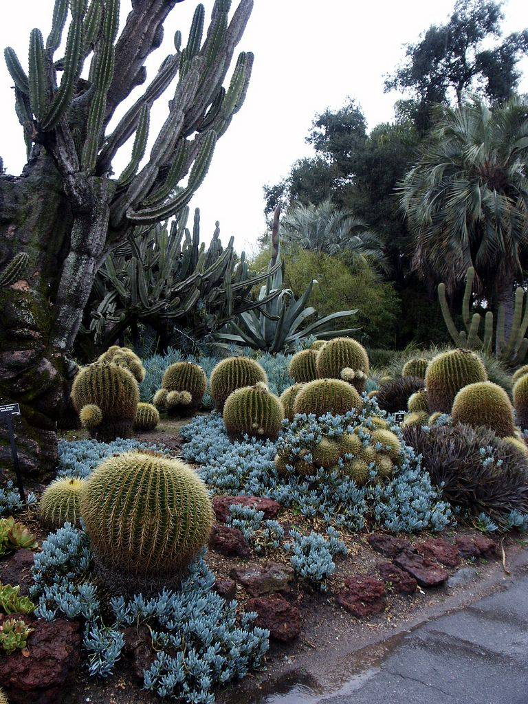 The Huntington Library Desert Garden