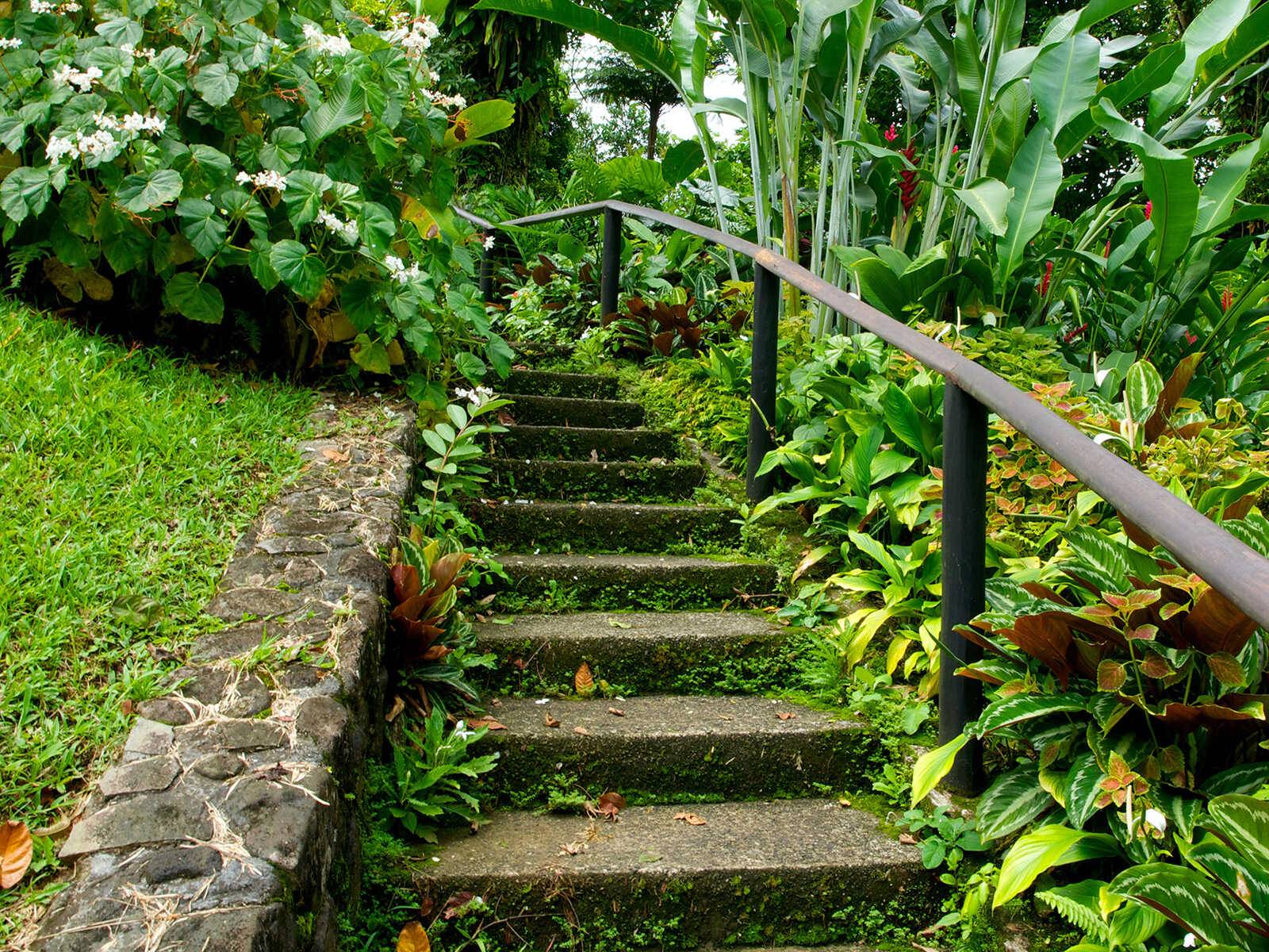 Botanic Gardens Kingstown