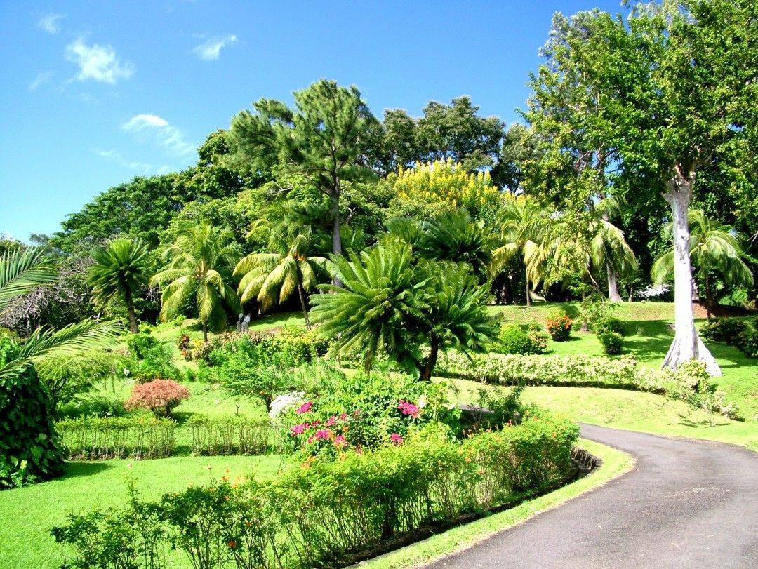 St Vincent Botanical Gardens Kingstown Saint Vincent And The