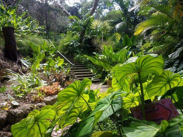 Andromeda Botanic Gardens Barbados