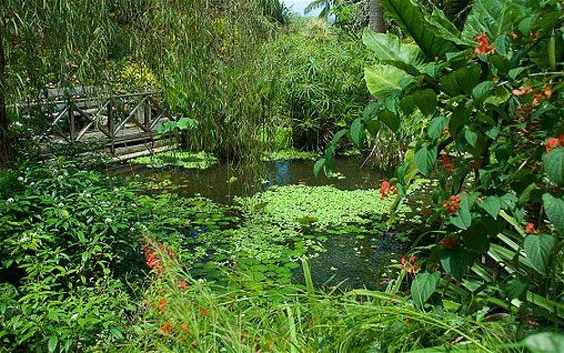 Andromeda Botanic Gardens Barbados