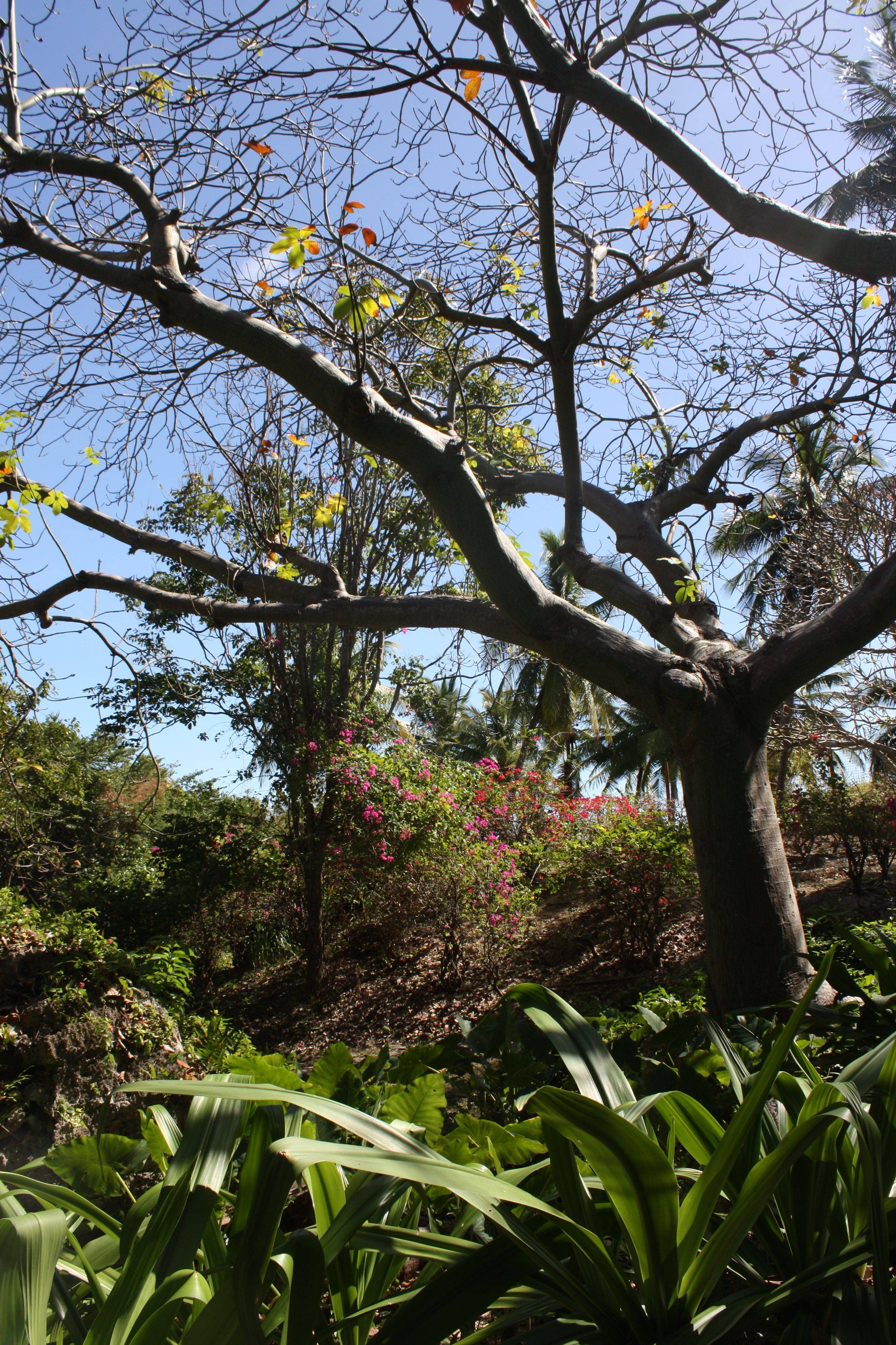 Andromeda Gardens Barbados Homepage Amazing Gardens