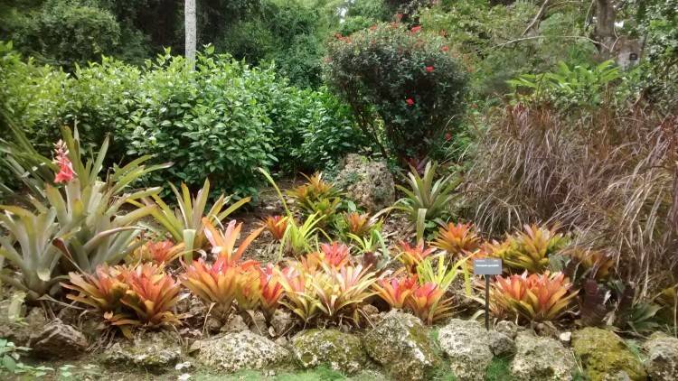 Andromeda Gardens Barbados Homepage Public Garden Botanical