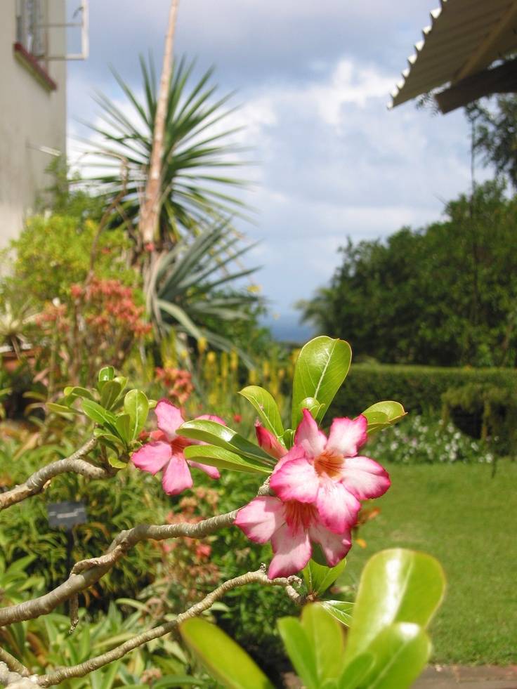 Andromeda Gardens History Archives World Tourism Date