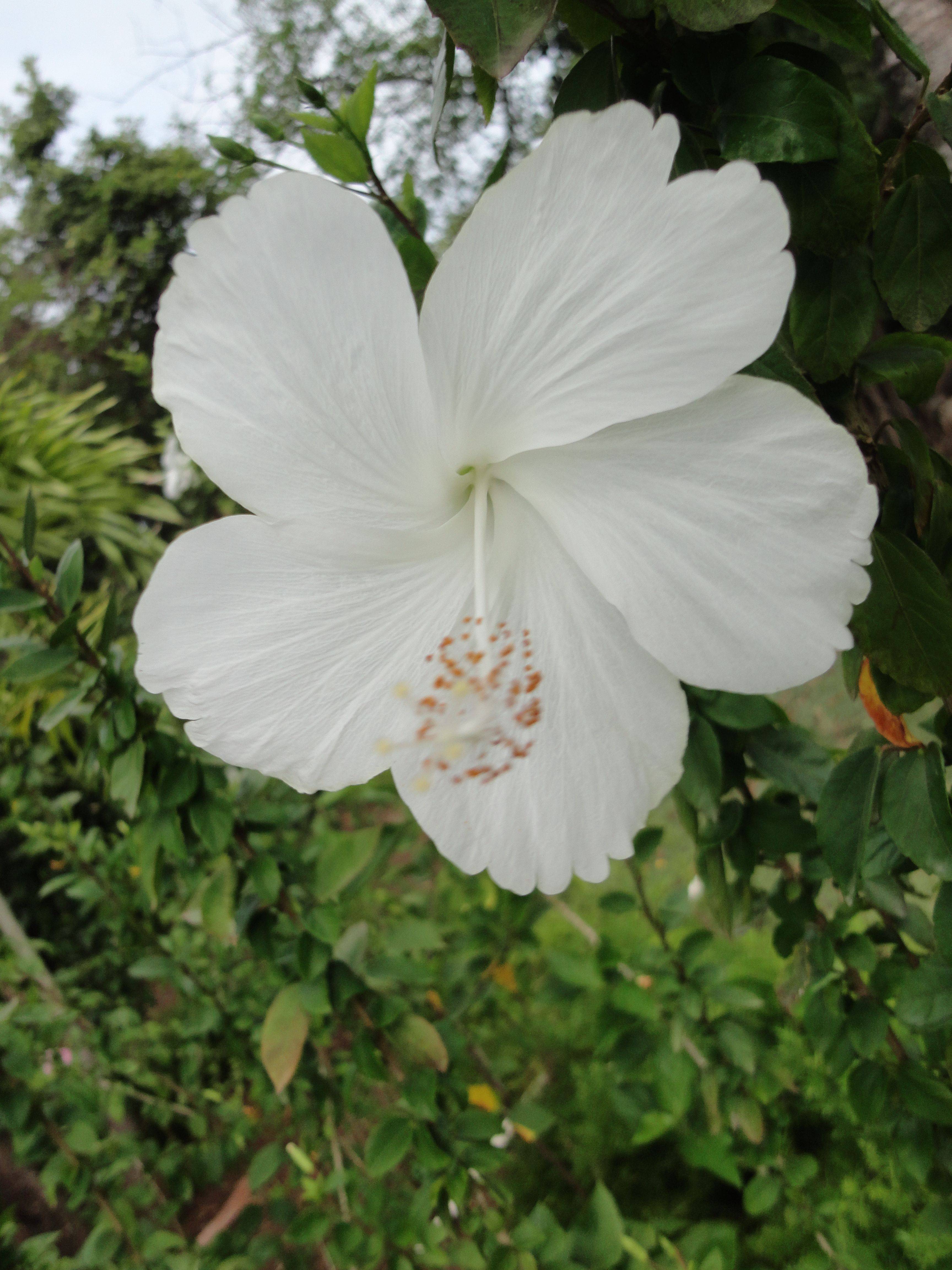 Best Tropical Caribbean Flowers