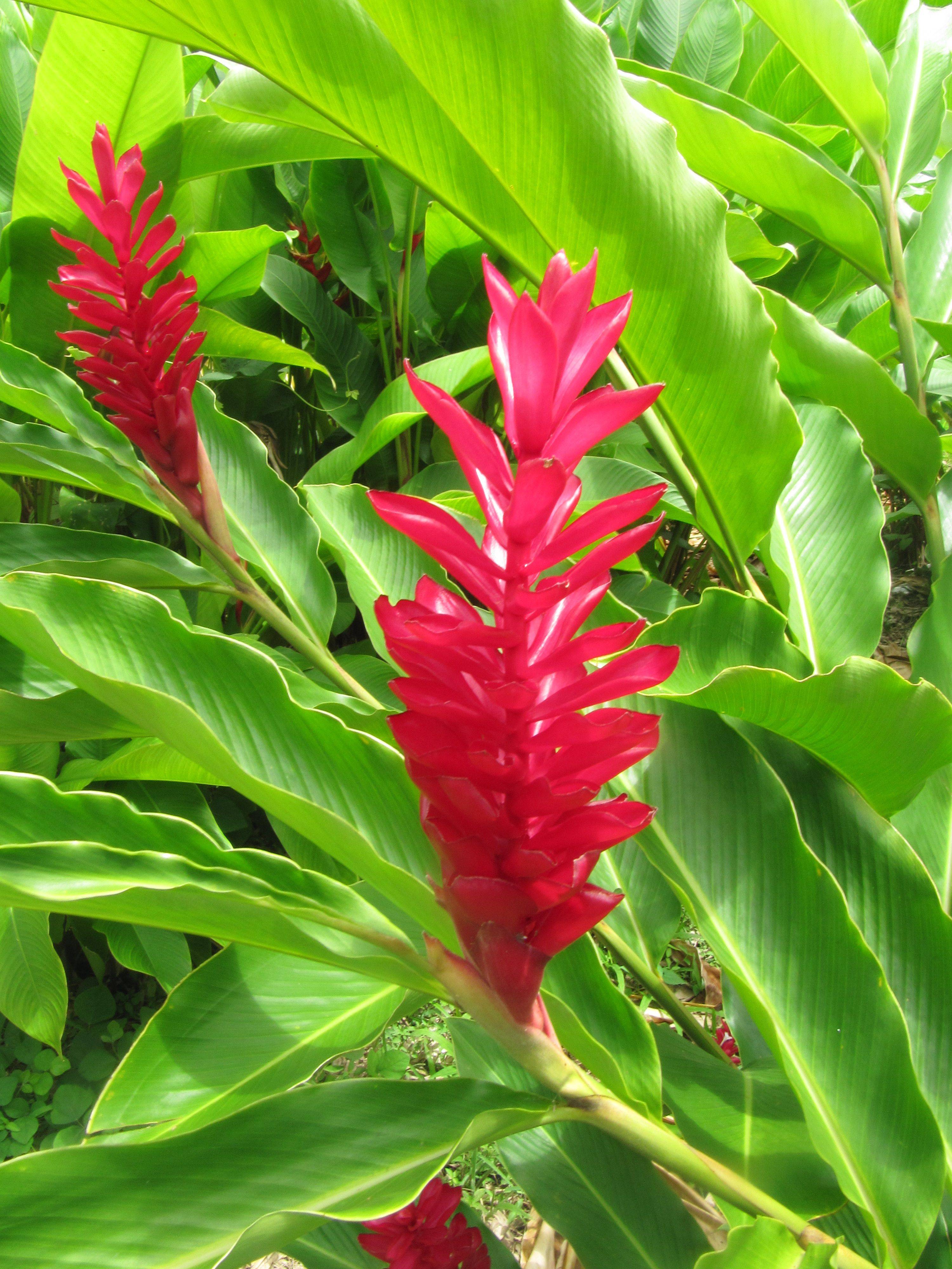 Best Caribbean Flowers Images