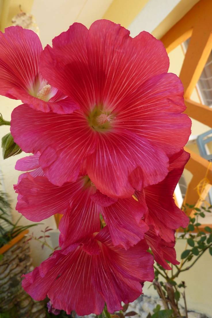 A Caribbean Garden Flower Garden