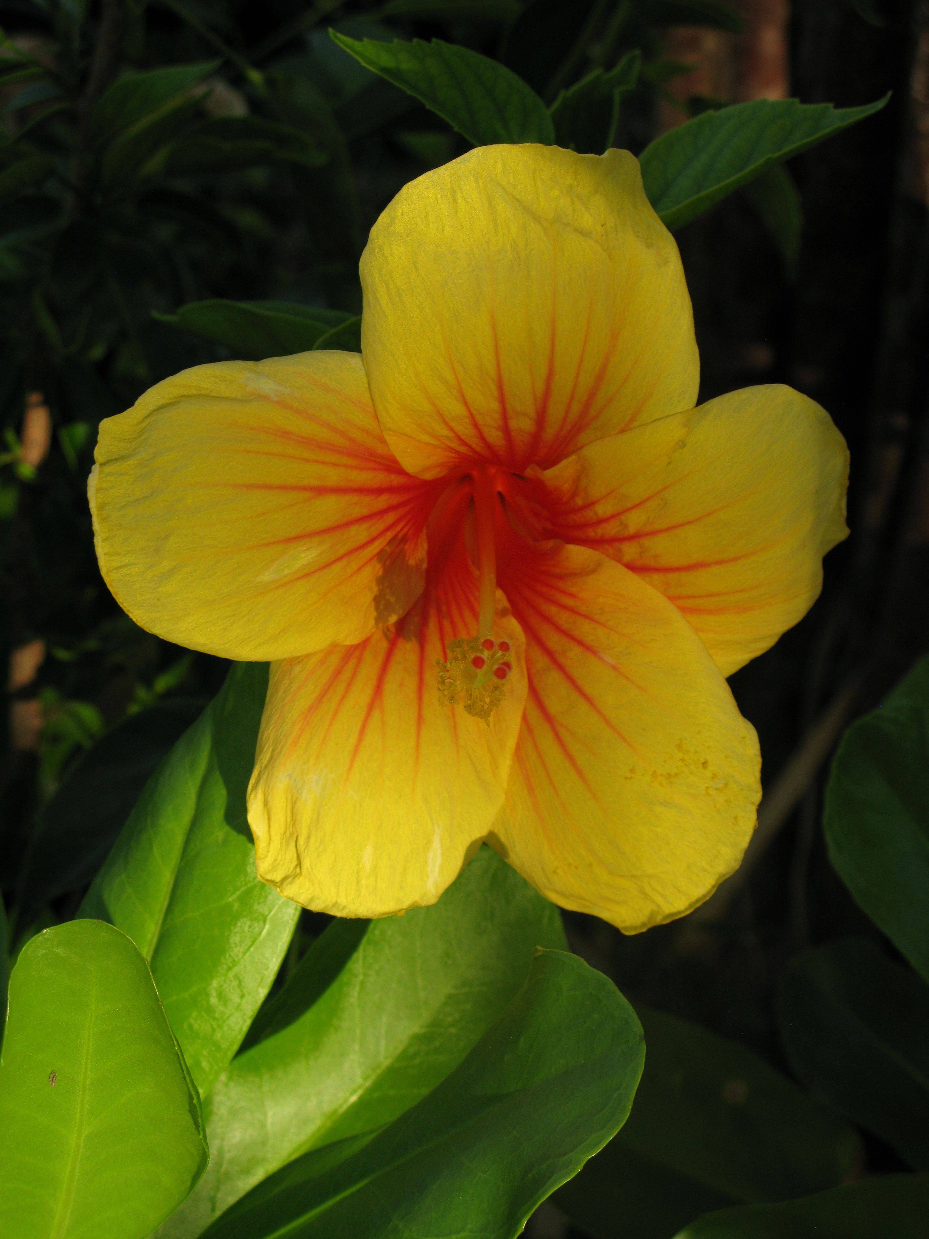 Caribbean Flower Pictures