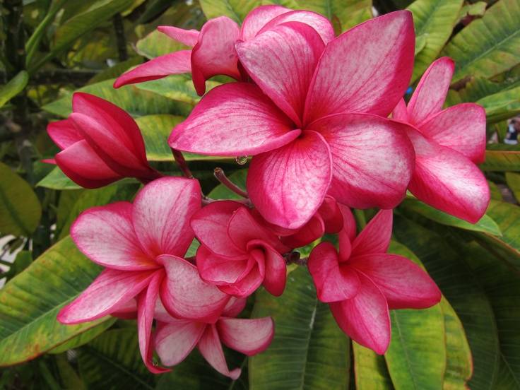 Tropical Caribbean Flowers