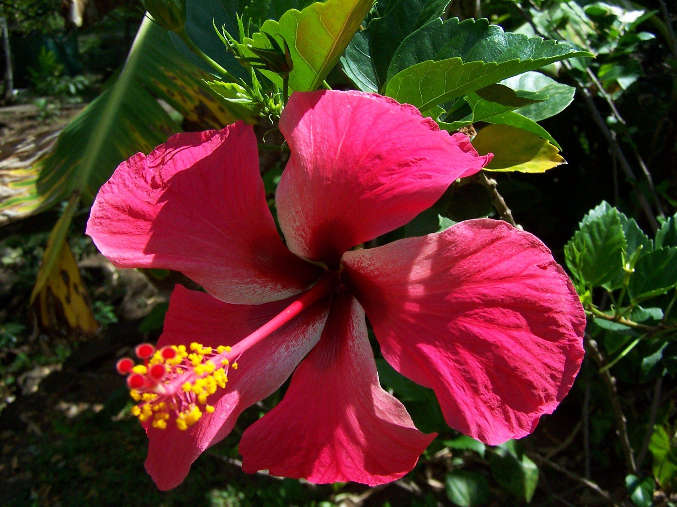 Caribbean Botanical Designs