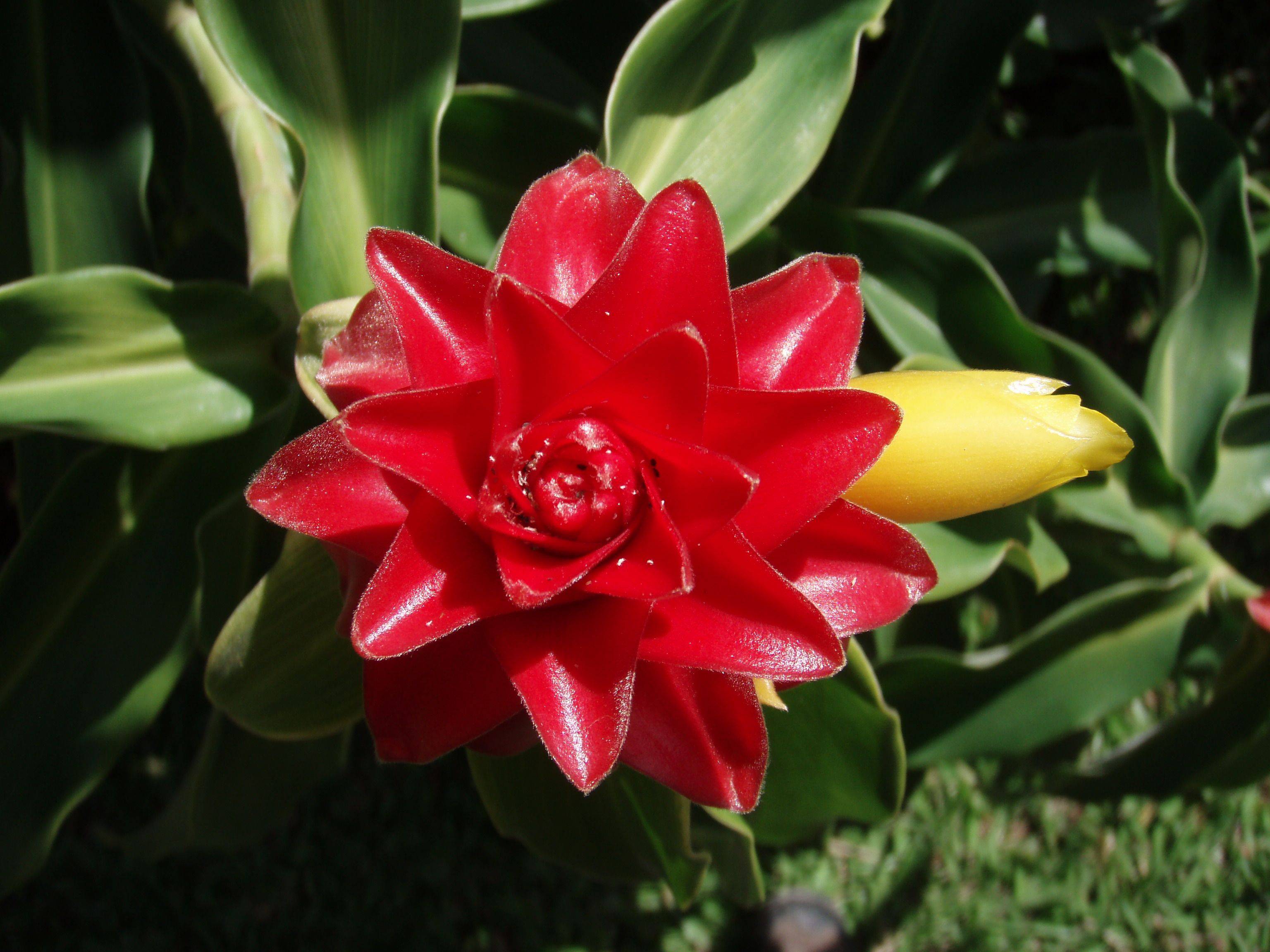 Caribbean Tropical Flowers