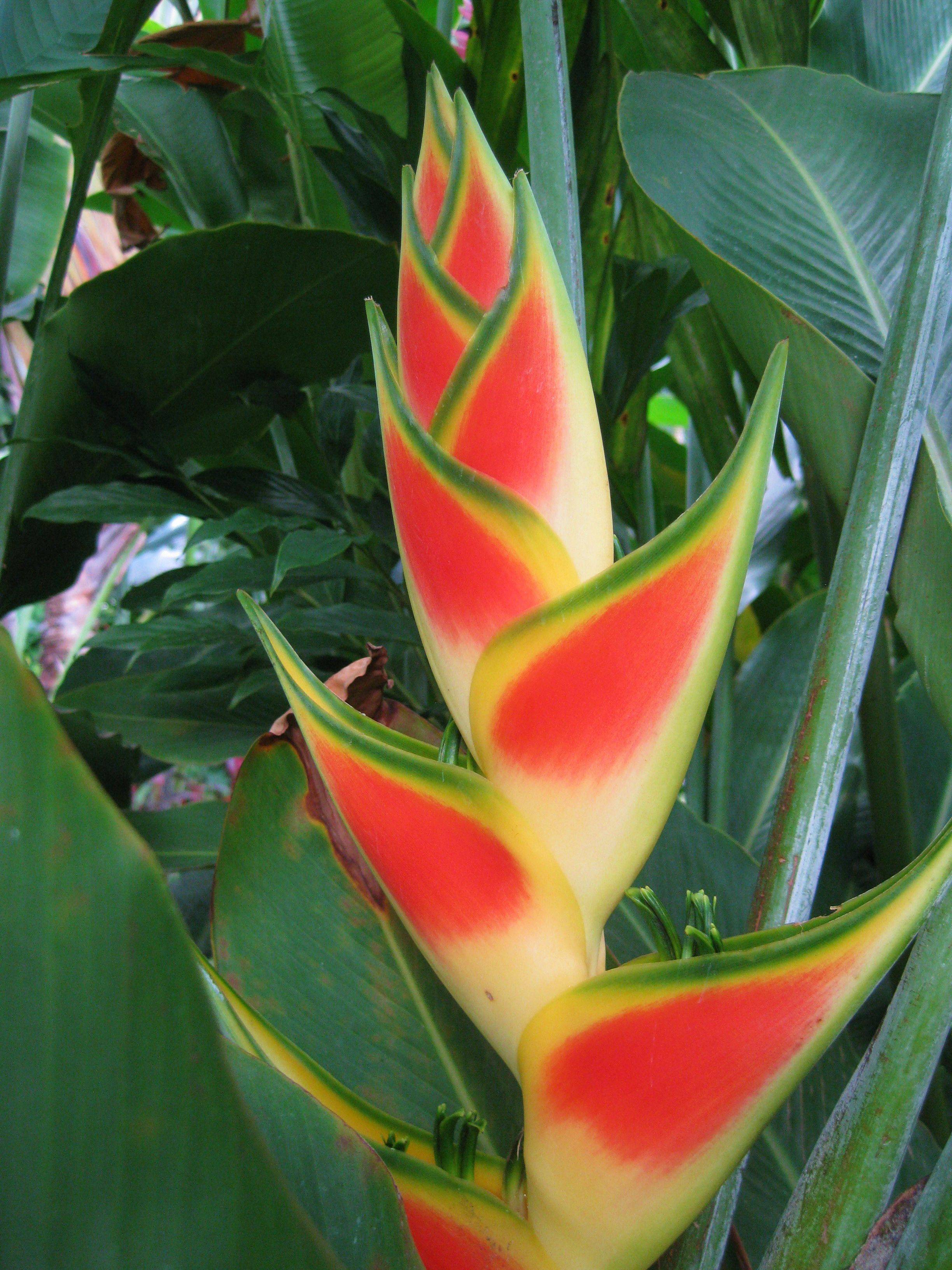 Tropical Ginger Plant Google Search Ginger Plant