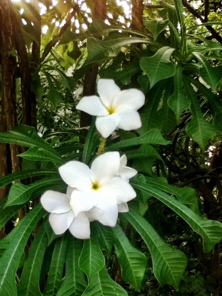 Angela V White Hibiscus