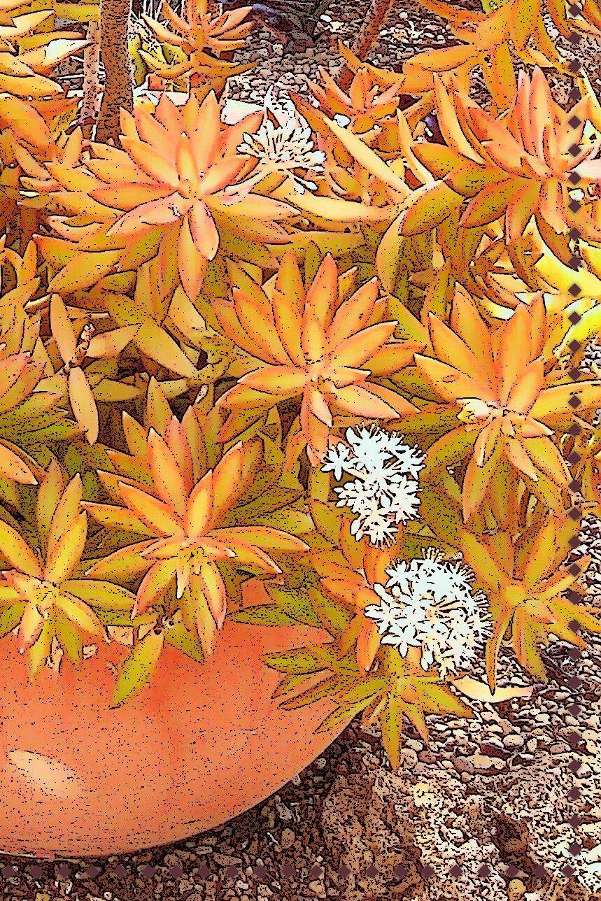 Spring Garden Inspired Colored Palette Montreal Botanical Garden