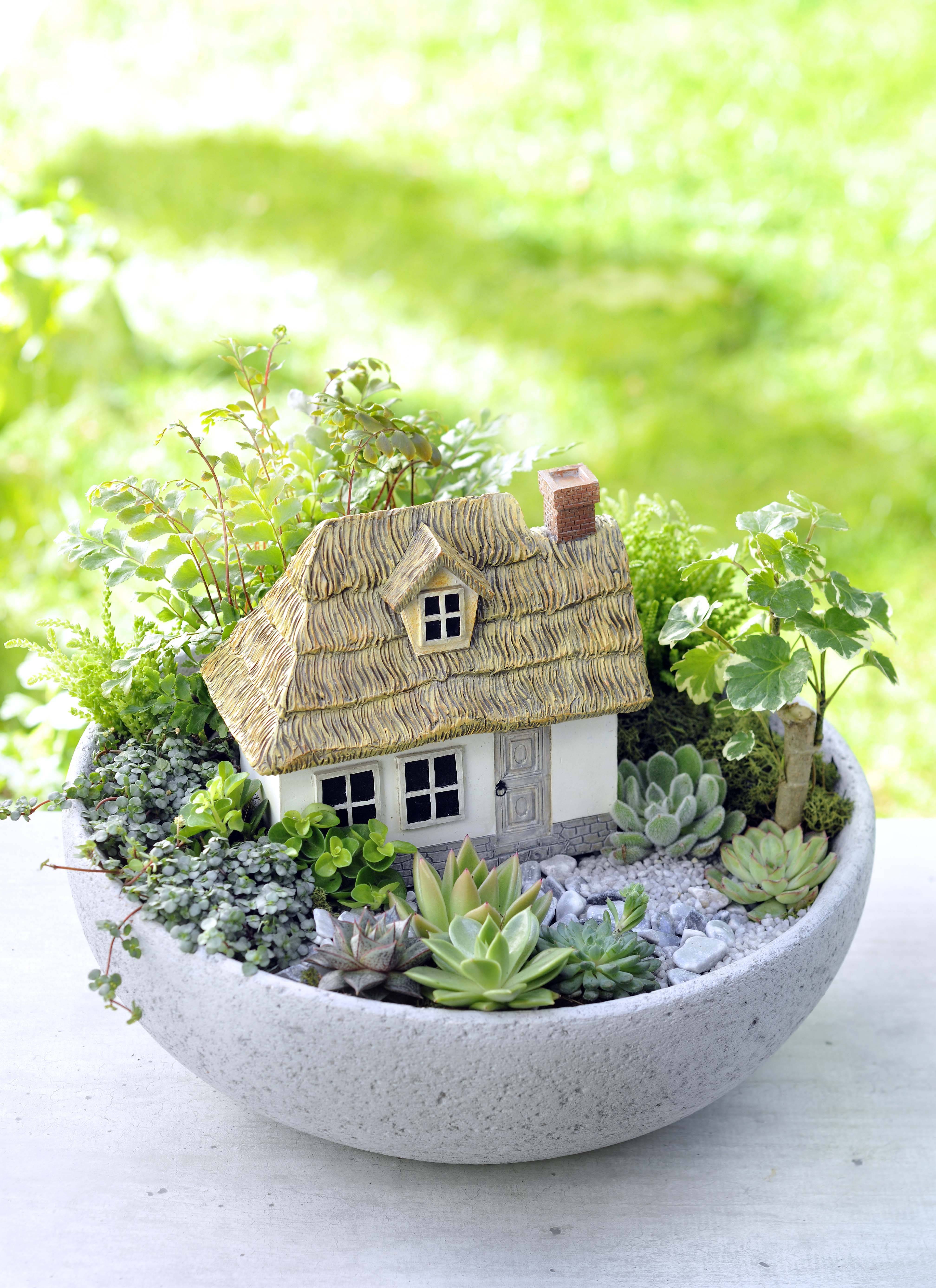 Beauty Succulents Pots Arrangement