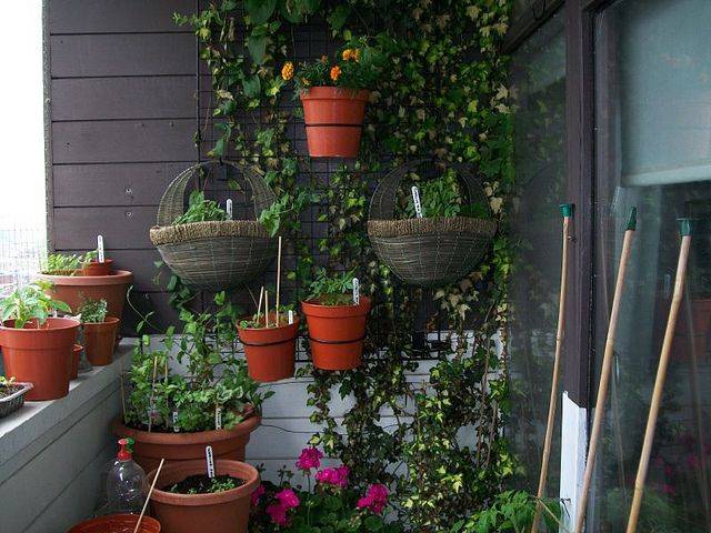 My Clicks Plants