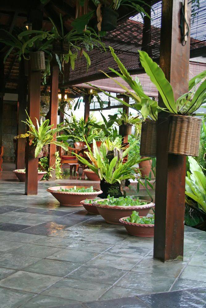 Back Yard Ideas