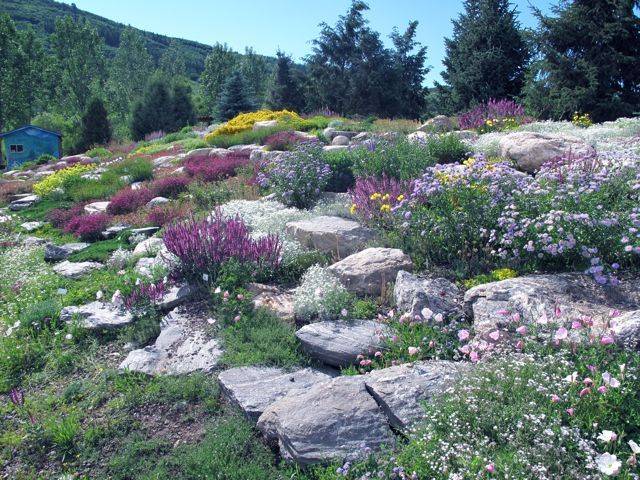 Herb Garden Dunedin Botanic Garden Landscaping Plants