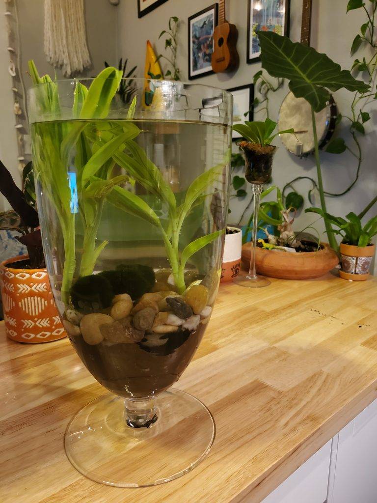 Water Feature Landscaping Ideas