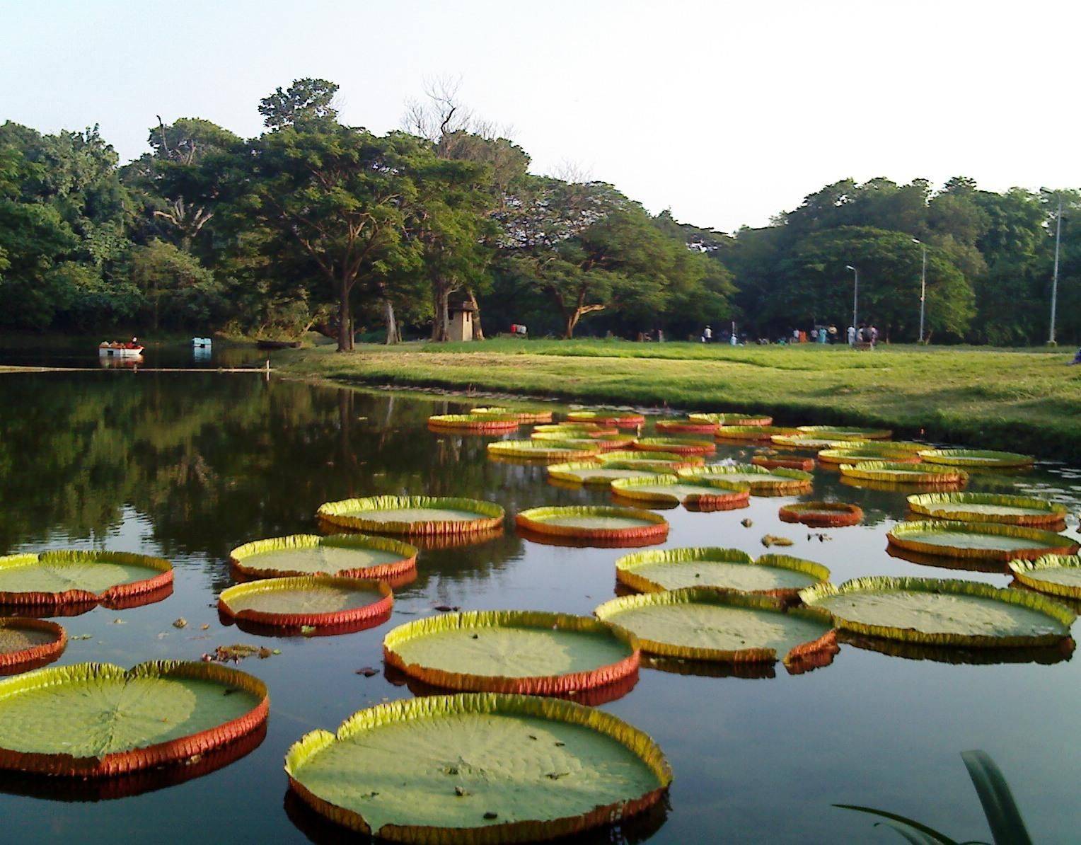 Botanical Garden Kolkata How To Reach Entry Fees