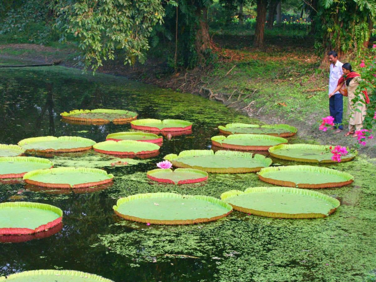 Kolkata Botanical Gardens