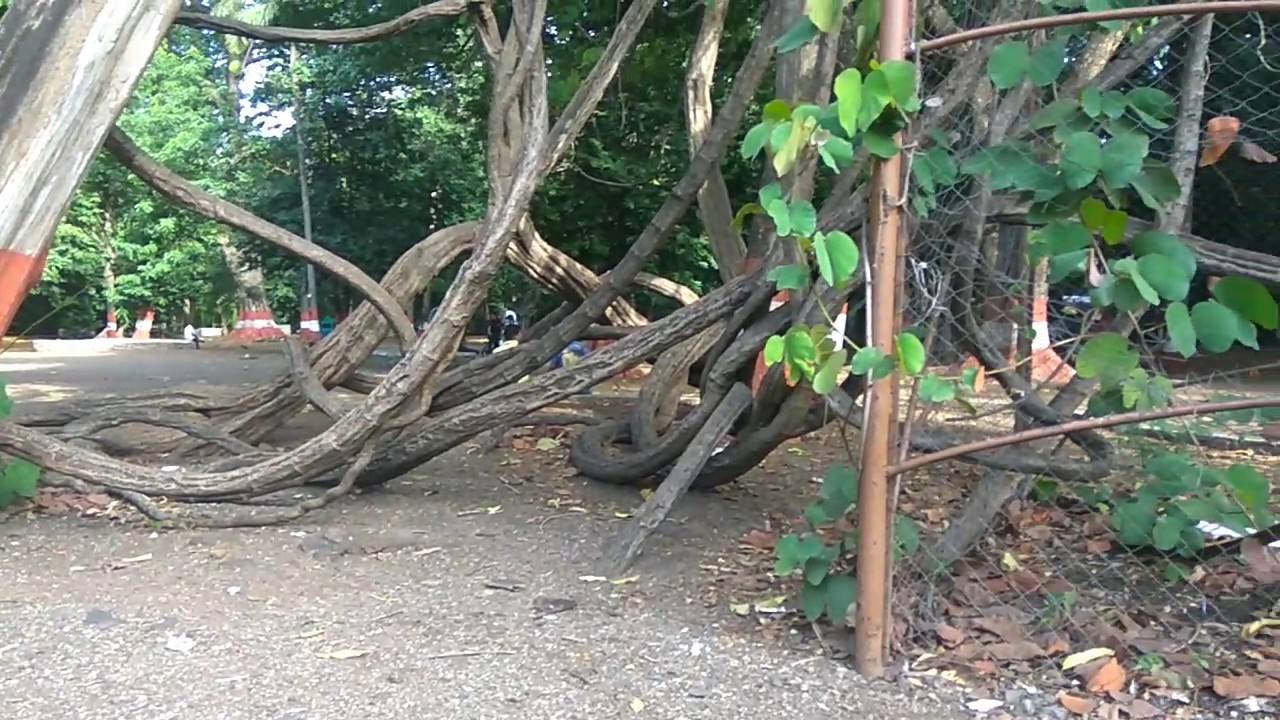 Empress Botanical Garden