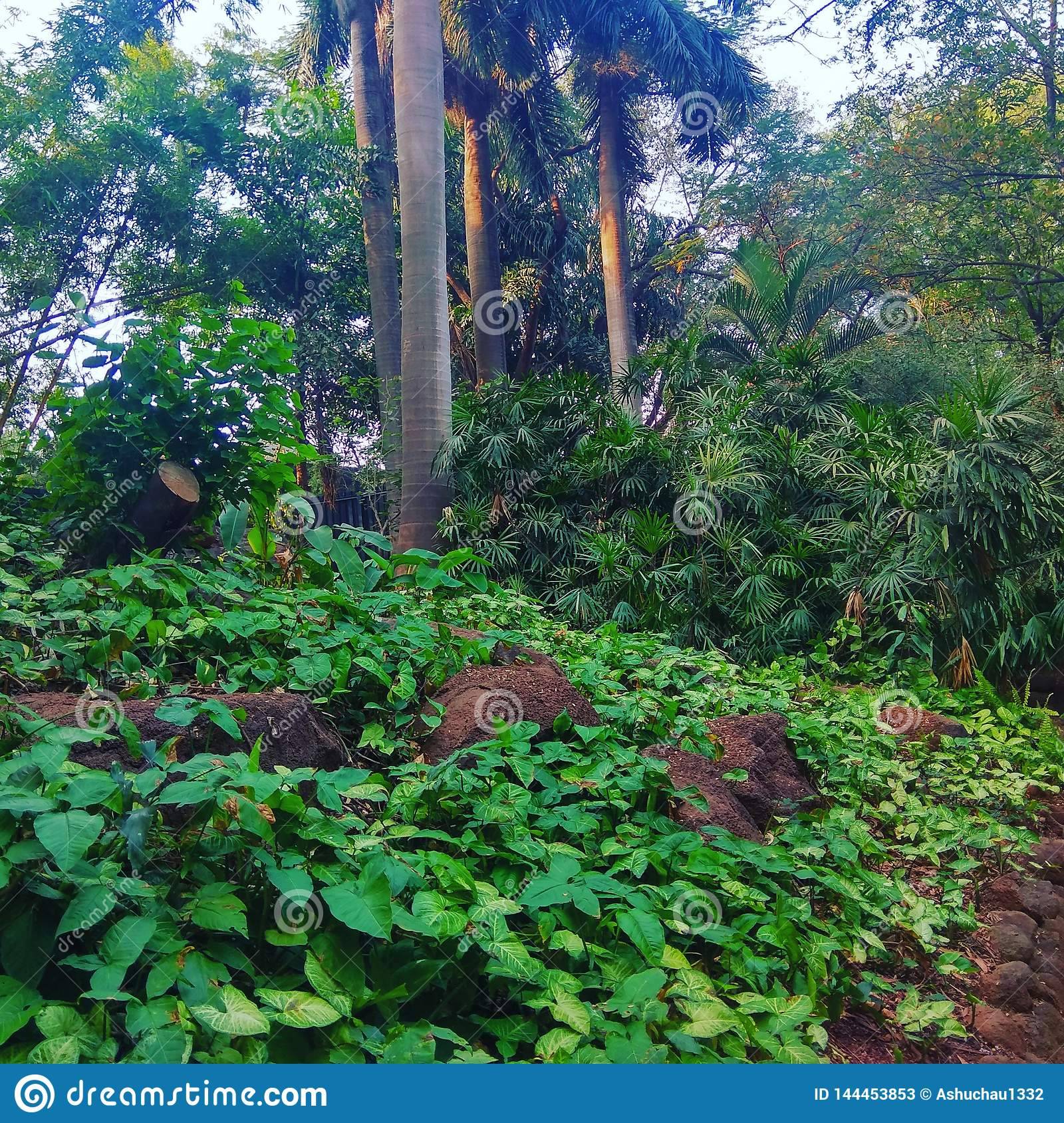 Osho Gardens
