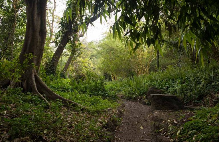 Osho Garden