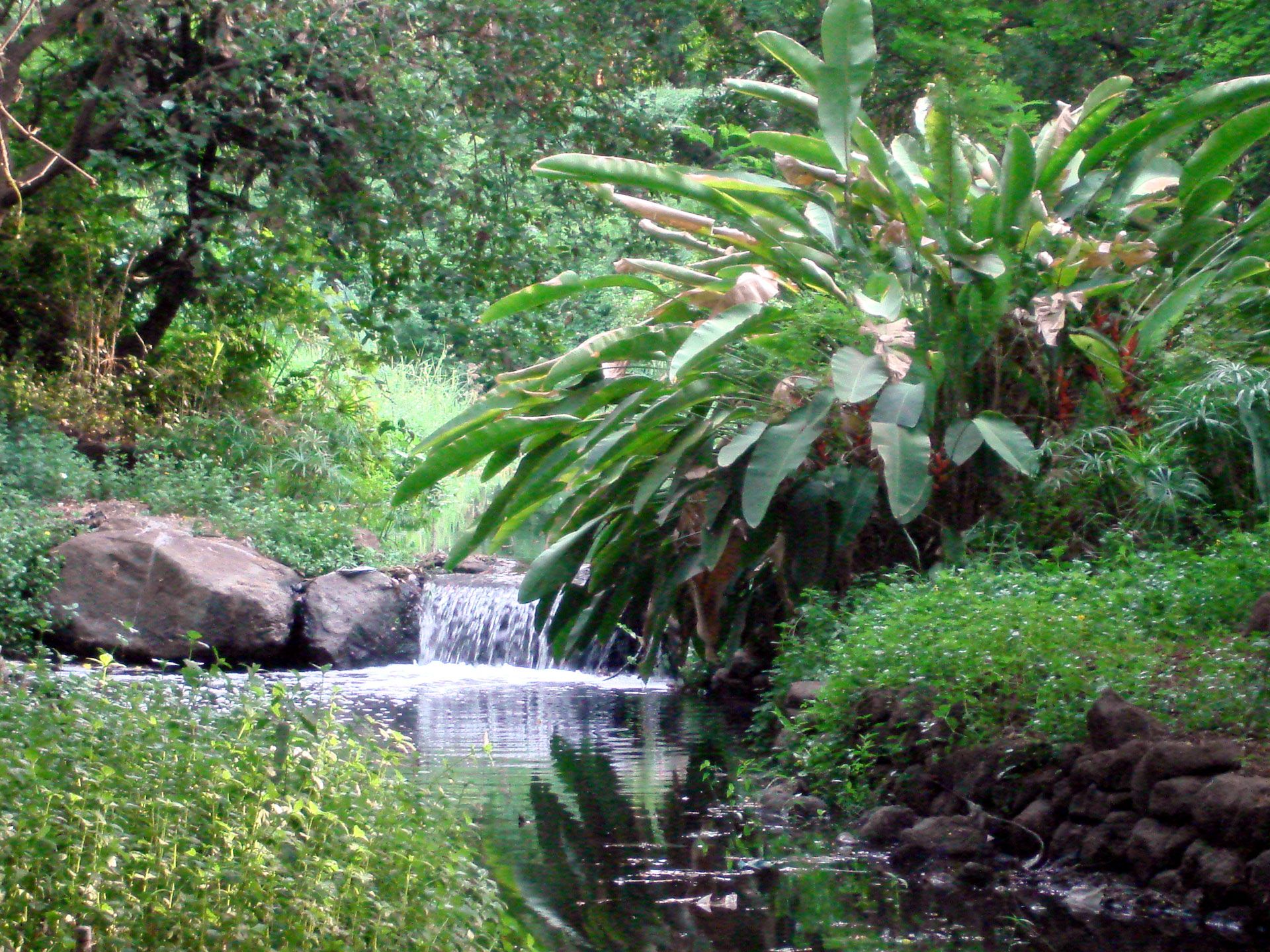 Osho Garden