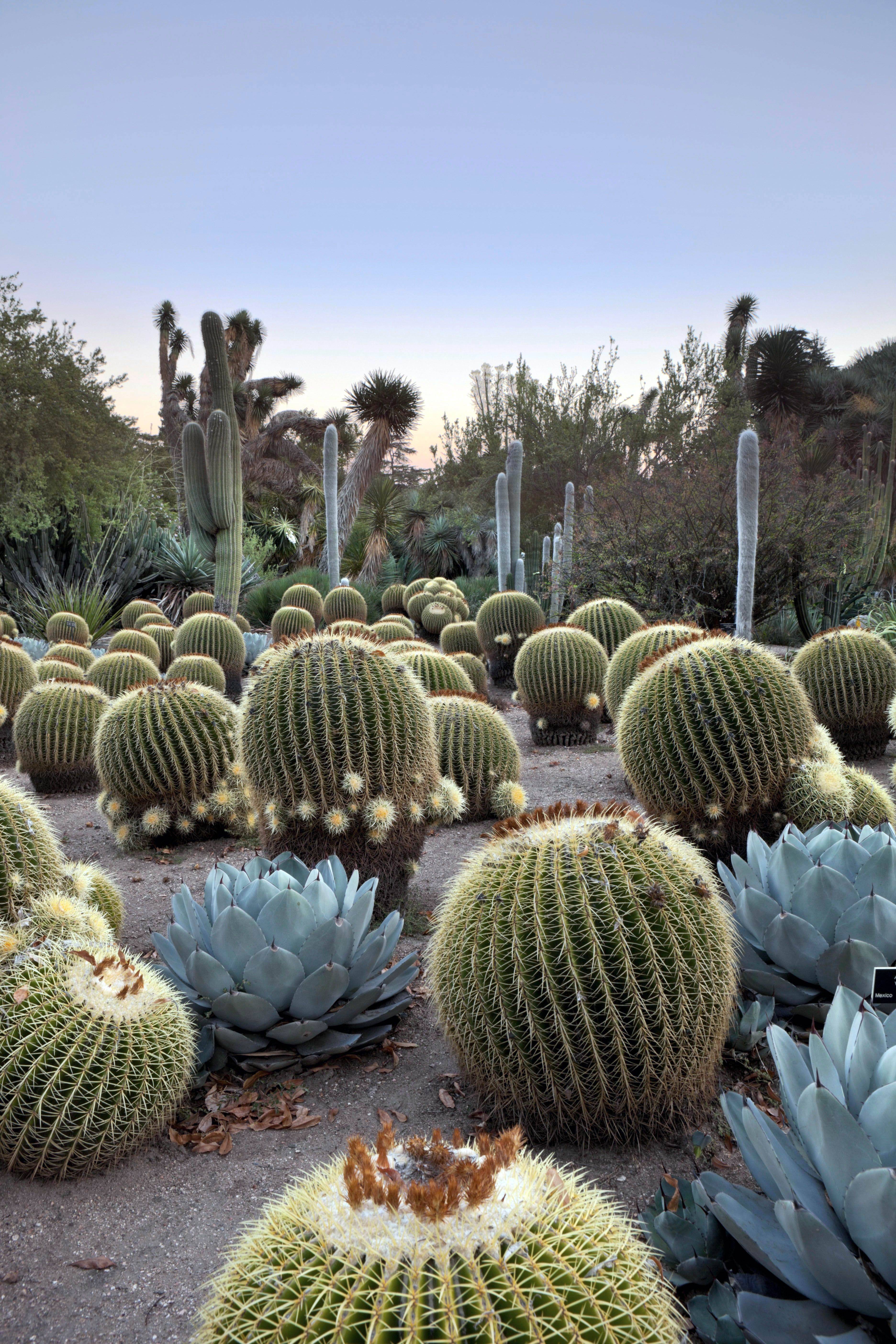Garden Inspiration