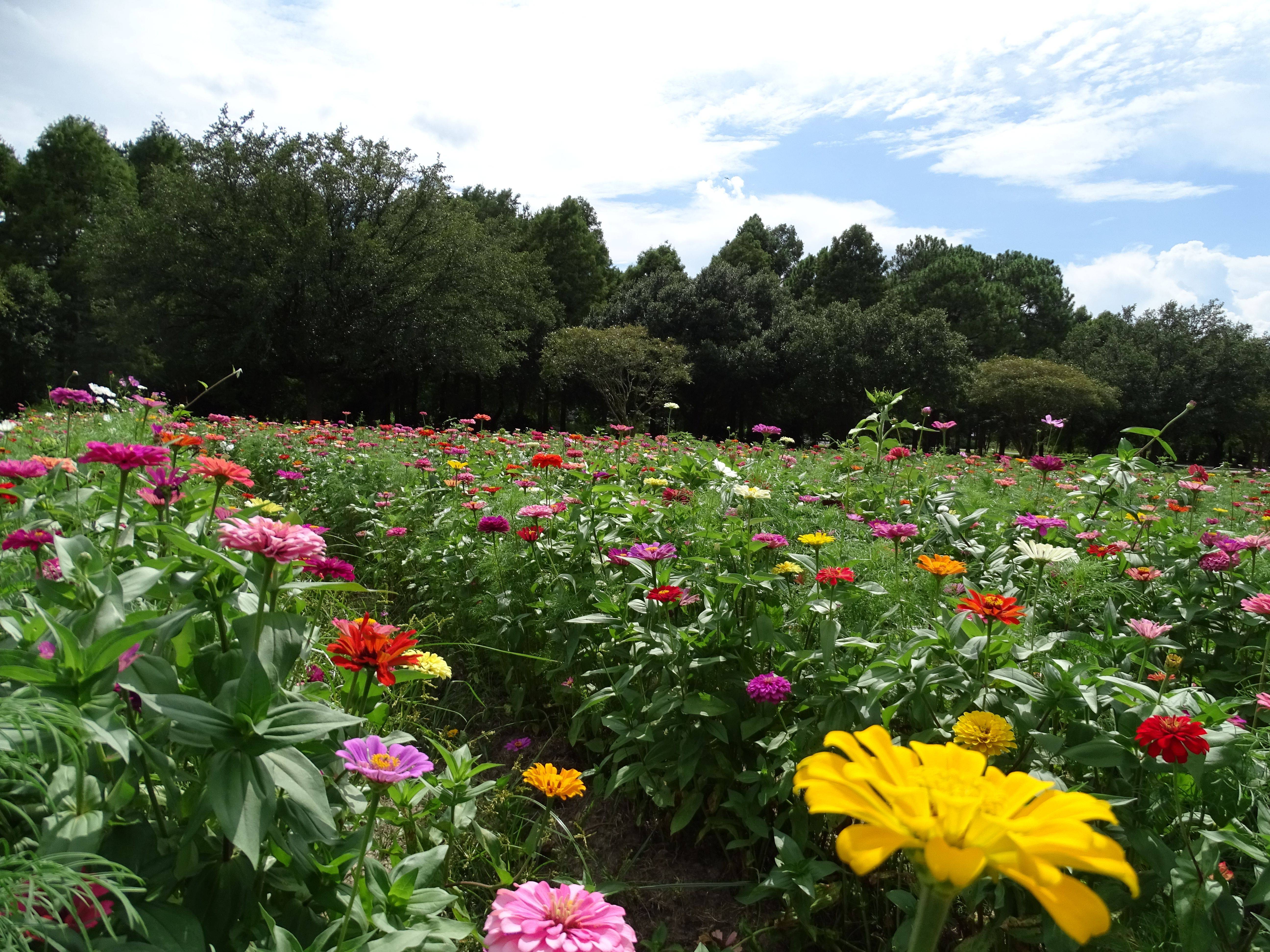 Us National Arboretum Garden