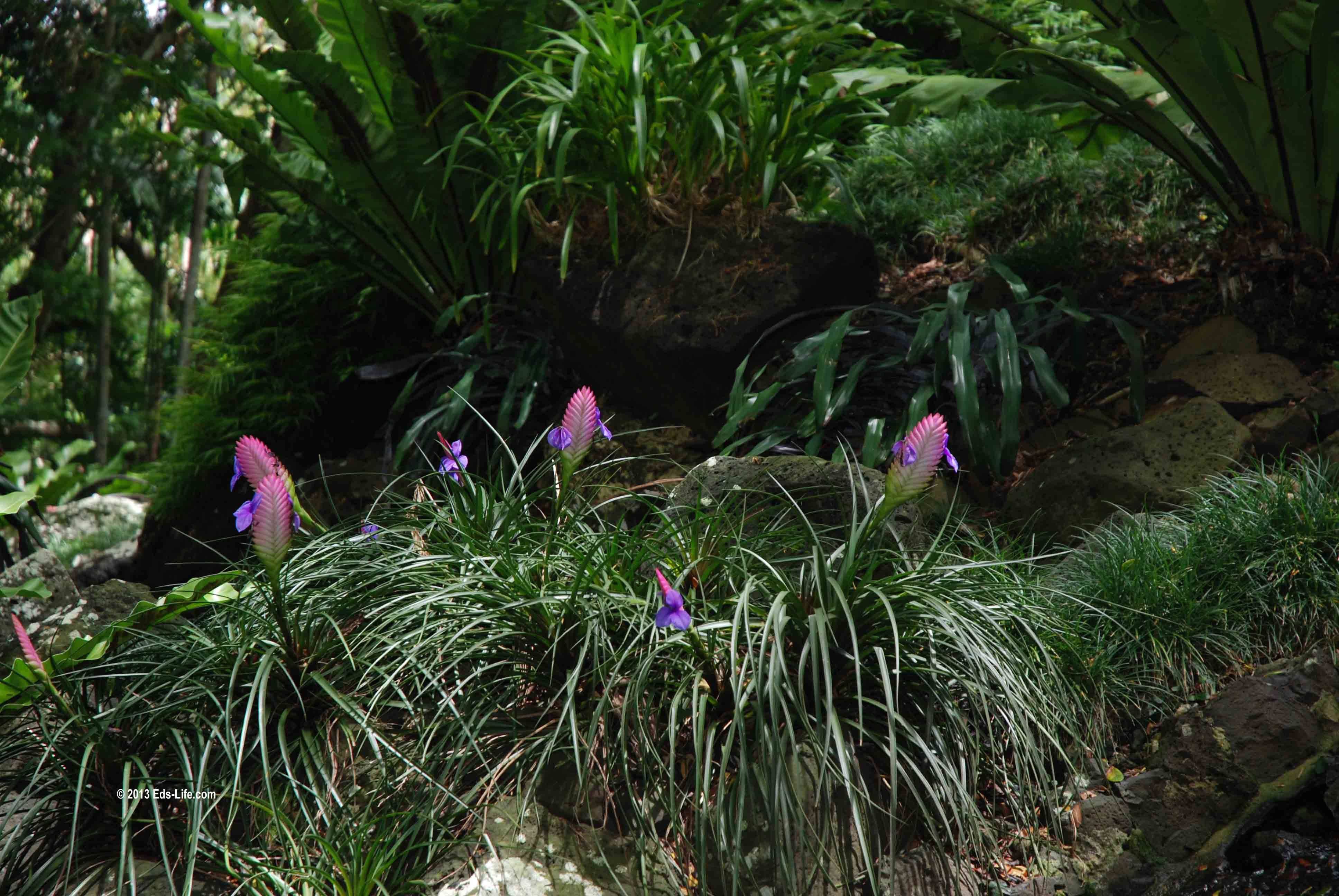 Perfect Tropical Garden Ideas